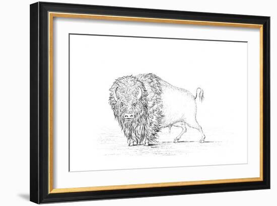 Buffalo, 1841-Myers and Co-Framed Giclee Print