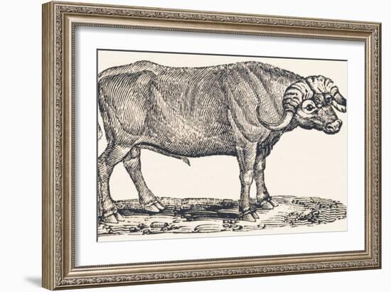 Buffalo, 1850 (Engraving)-Louis Simon (1810-1870) Lassalle-Framed Giclee Print