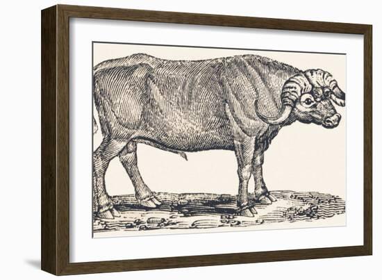 Buffalo, 1850 (Engraving)-Louis Simon (1810-1870) Lassalle-Framed Giclee Print