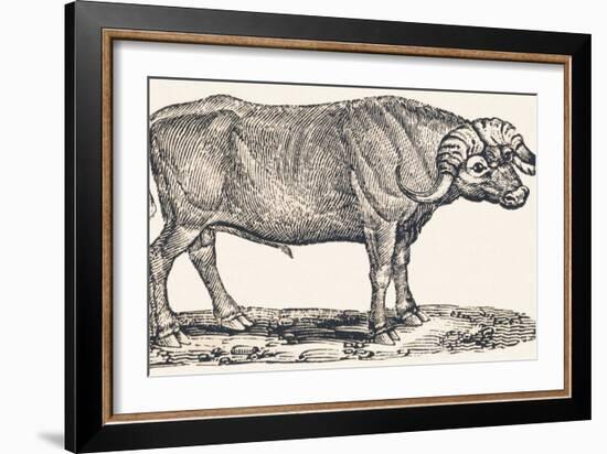 Buffalo, 1850 (Engraving)-Louis Simon (1810-1870) Lassalle-Framed Giclee Print