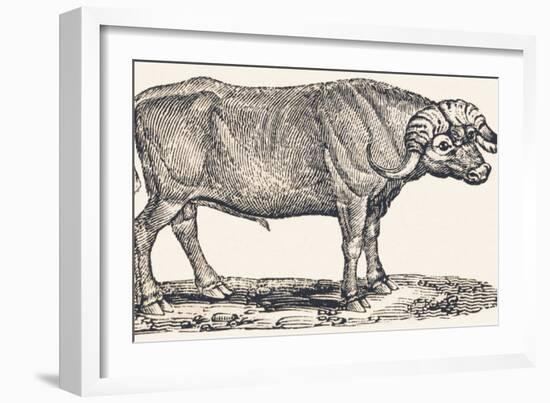 Buffalo, 1850 (Engraving)-Louis Simon (1810-1870) Lassalle-Framed Giclee Print