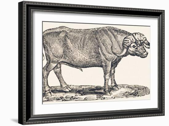 Buffalo, 1850 (Engraving)-Louis Simon (1810-1870) Lassalle-Framed Giclee Print