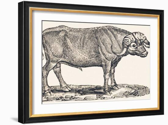 Buffalo, 1850 (Engraving)-Louis Simon (1810-1870) Lassalle-Framed Giclee Print