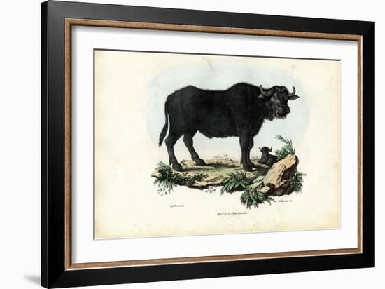 Buffalo, 1863-79-Raimundo Petraroja-Framed Giclee Print