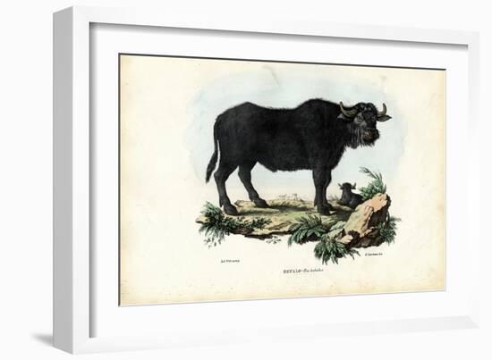 Buffalo, 1863-79-Raimundo Petraroja-Framed Giclee Print