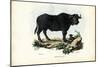 Buffalo, 1863-79-Raimundo Petraroja-Mounted Giclee Print