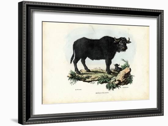 Buffalo, 1863-79-Raimundo Petraroja-Framed Giclee Print