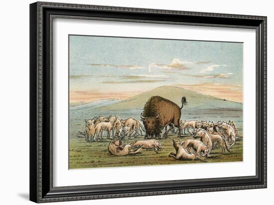 Buffalo and Coyotes-George Catlin-Framed Photographic Print