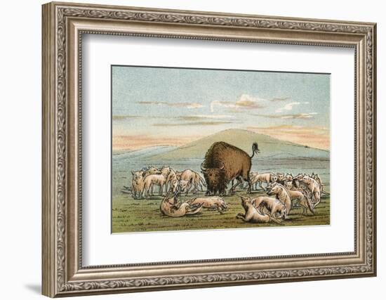 Buffalo and Coyotes-George Catlin-Framed Photographic Print