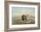 Buffalo and Coyotes-George Catlin-Framed Photographic Print