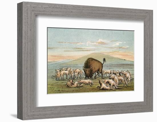 Buffalo and Coyotes-George Catlin-Framed Photographic Print