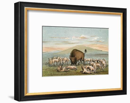 Buffalo and Coyotes-George Catlin-Framed Photographic Print