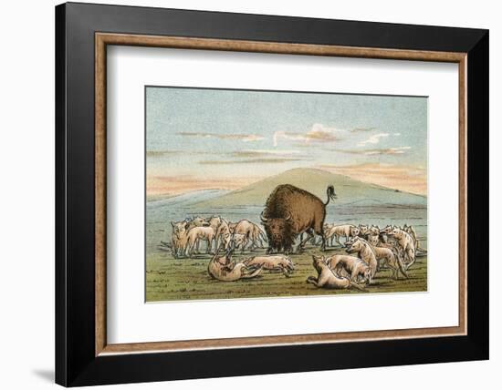 Buffalo and Coyotes-George Catlin-Framed Photographic Print