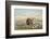 Buffalo and Coyotes-George Catlin-Framed Photographic Print