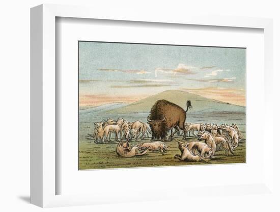 Buffalo and Coyotes-George Catlin-Framed Photographic Print