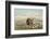 Buffalo and Coyotes-George Catlin-Framed Photographic Print