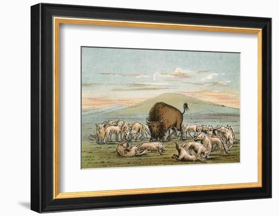 Buffalo and Coyotes-George Catlin-Framed Photographic Print