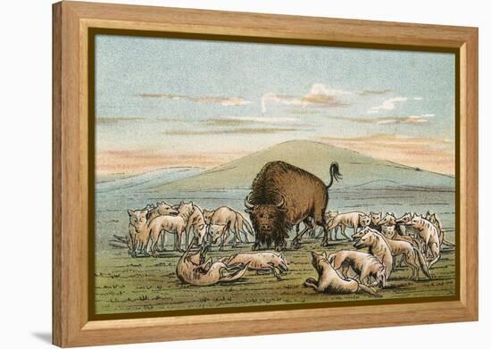 Buffalo and Coyotes-George Catlin-Framed Premier Image Canvas