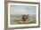 Buffalo and Coyotes-George Catlin-Framed Premium Giclee Print