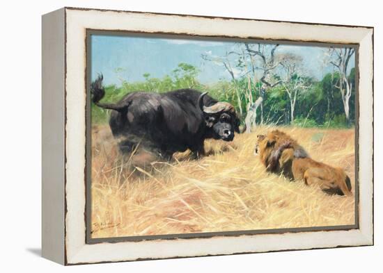 Buffalo and Lion before the Fight-Wilhelm Kuhnert-Framed Premier Image Canvas