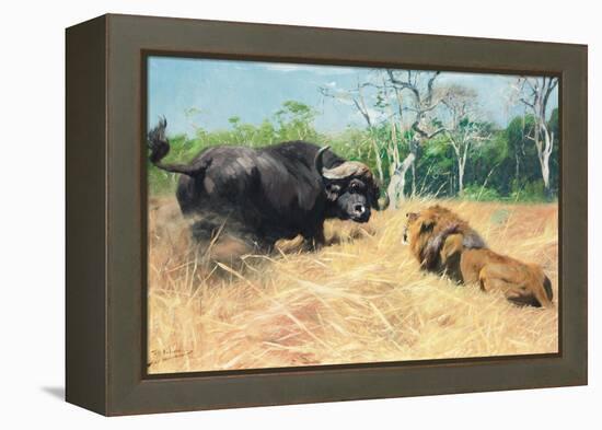 Buffalo and Lion before the Fight-Wilhelm Kuhnert-Framed Premier Image Canvas