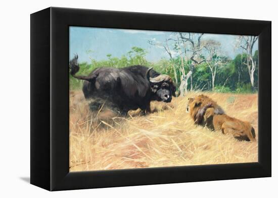 Buffalo and Lion before the Fight-Wilhelm Kuhnert-Framed Premier Image Canvas