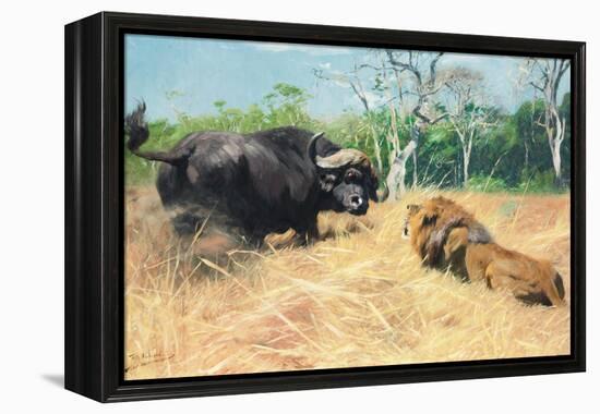 Buffalo and Lion before the Fight-Wilhelm Kuhnert-Framed Premier Image Canvas