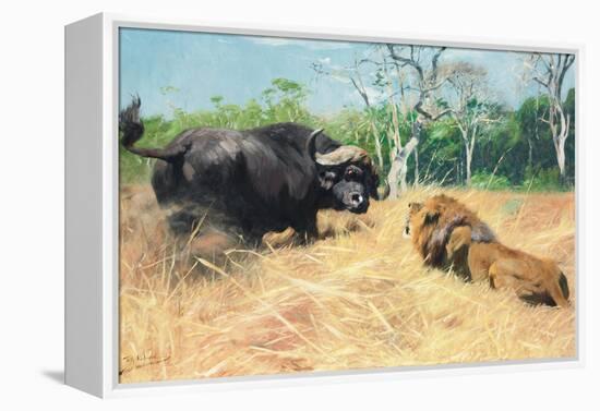 Buffalo and Lion before the Fight-Wilhelm Kuhnert-Framed Premier Image Canvas