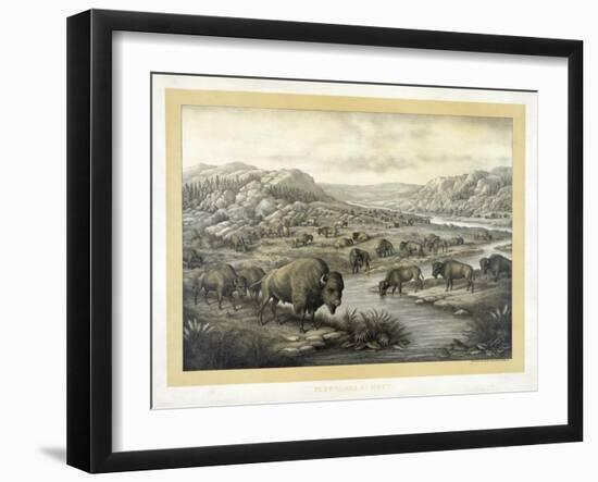 Buffalo at Rest-Louis Kurz-Framed Giclee Print