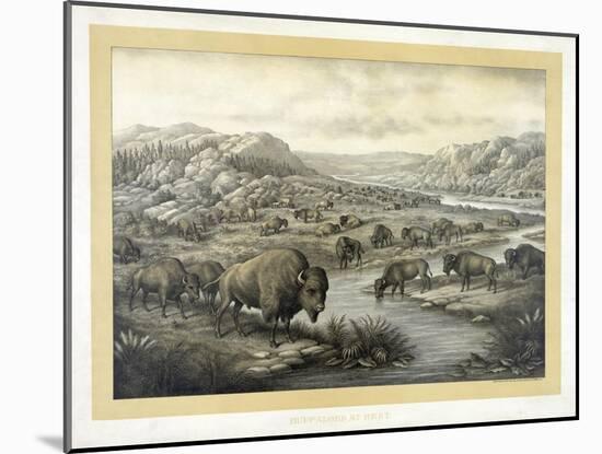 Buffalo at Rest-Louis Kurz-Mounted Giclee Print