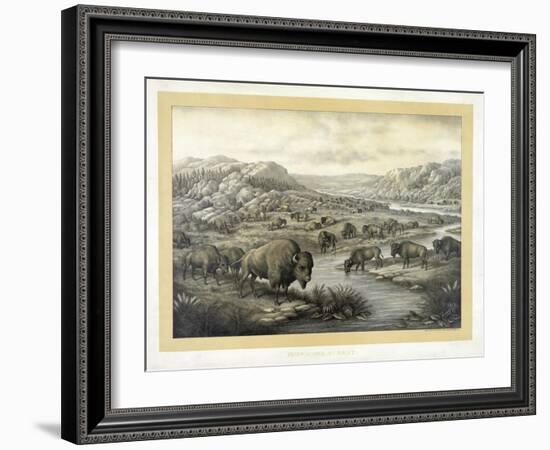 Buffalo at Rest-Louis Kurz-Framed Giclee Print