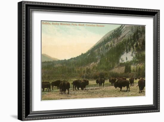 Buffalo, Banff, Alberta-null-Framed Premium Giclee Print