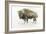 Buffalo Bill-James Wiens-Framed Premium Giclee Print