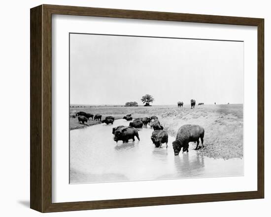 Buffalo Brook-The Chelsea Collection-Framed Giclee Print