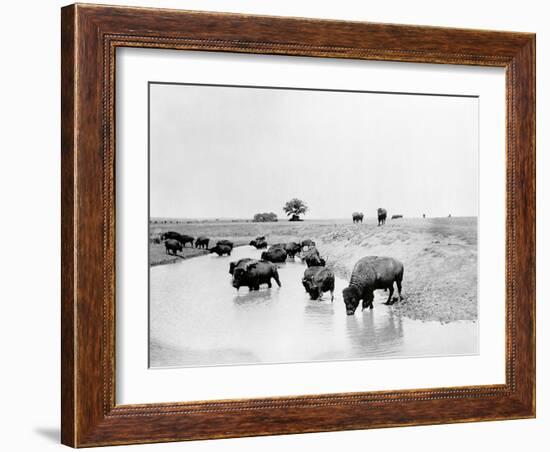 Buffalo Brook-The Chelsea Collection-Framed Giclee Print