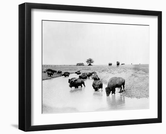 Buffalo Brook-The Chelsea Collection-Framed Giclee Print