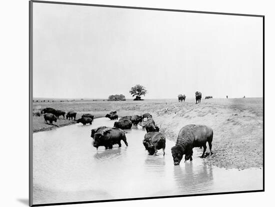 Buffalo Brook-The Chelsea Collection-Mounted Giclee Print