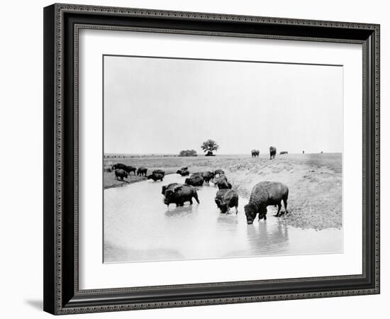 Buffalo Brook-The Chelsea Collection-Framed Giclee Print