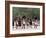 Buffalo Dance Performed by Indians from Laguna Pueblo on 4th July, Santa Fe, New Mexico, USA-Nedra Westwater-Framed Photographic Print