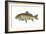 Buffalo Fish (Ictiobus Cyprinellus), Fishes-Encyclopaedia Britannica-Framed Art Print