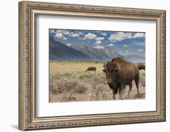 Buffalo. Grand Teton National Park, Wyoming.-Tom Norring-Framed Photographic Print