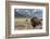 Buffalo. Grand Teton National Park, Wyoming.-Tom Norring-Framed Photographic Print