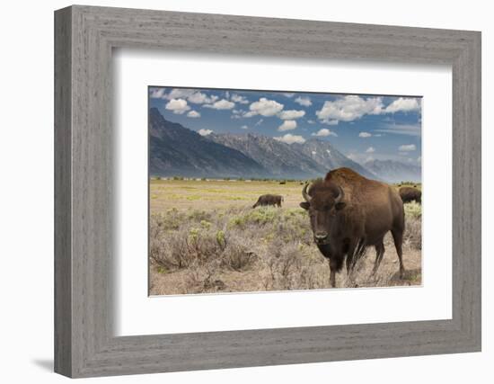 Buffalo. Grand Teton National Park, Wyoming.-Tom Norring-Framed Photographic Print