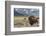 Buffalo. Grand Teton National Park, Wyoming.-Tom Norring-Framed Photographic Print