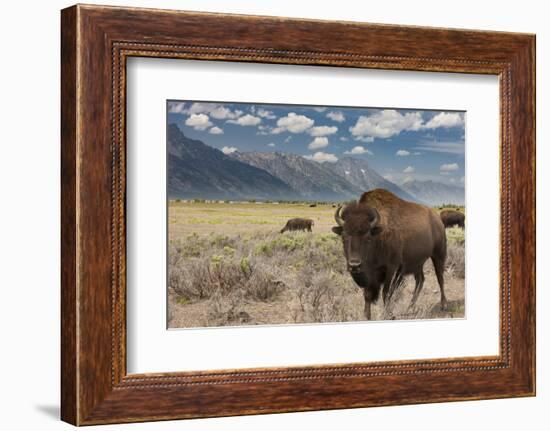 Buffalo. Grand Teton National Park, Wyoming.-Tom Norring-Framed Photographic Print