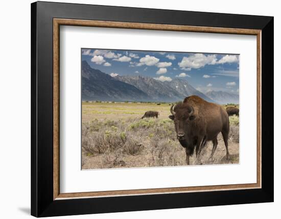 Buffalo. Grand Teton National Park, Wyoming.-Tom Norring-Framed Photographic Print