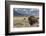 Buffalo. Grand Teton National Park, Wyoming.-Tom Norring-Framed Photographic Print