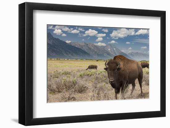 Buffalo. Grand Teton National Park, Wyoming.-Tom Norring-Framed Photographic Print