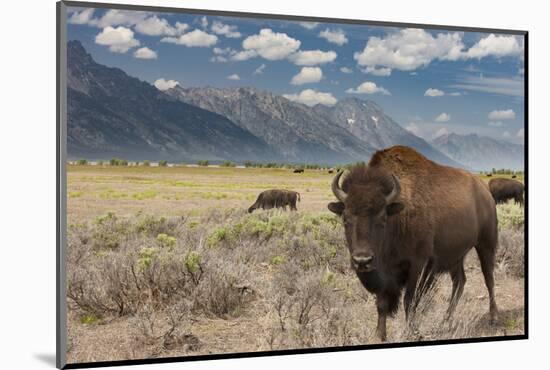 Buffalo. Grand Teton National Park, Wyoming.-Tom Norring-Mounted Photographic Print