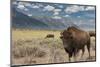 Buffalo. Grand Teton National Park, Wyoming.-Tom Norring-Mounted Photographic Print